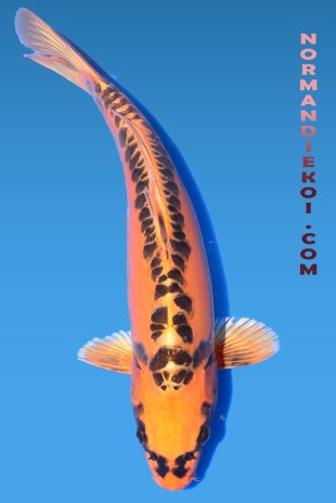 Mizuho ogon 