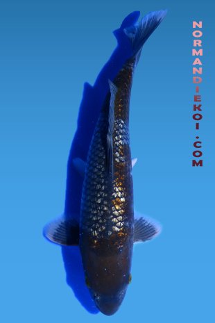 Ginrin ochiba shigure