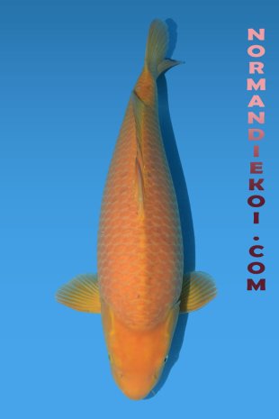 chagoi