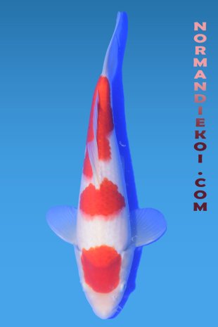 Kohaku