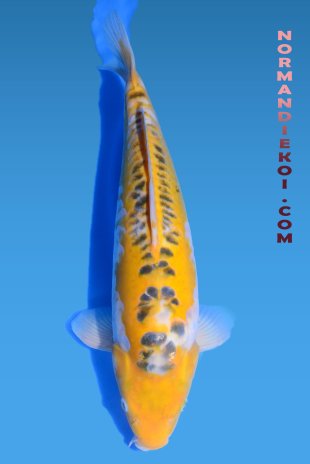 Midorigoi