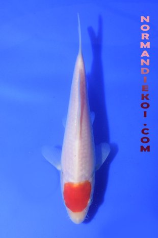 Tancho Kohaku