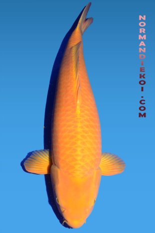 Karashigoi