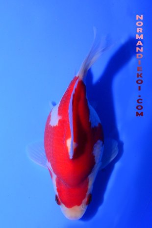 Tamasaba kohaku