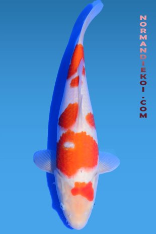Kohaku