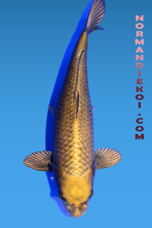 Mukashi ogon