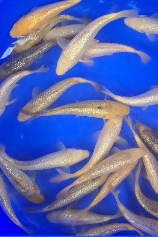 Ginrin kawari / Torazo