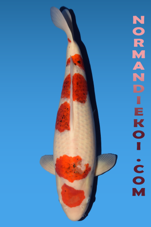 Goromo