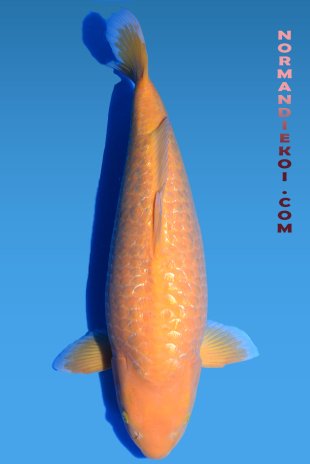 Ginrin karashigoi