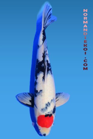 Tancho showa