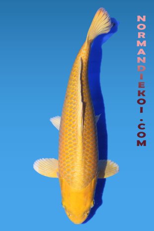 Yamabuki