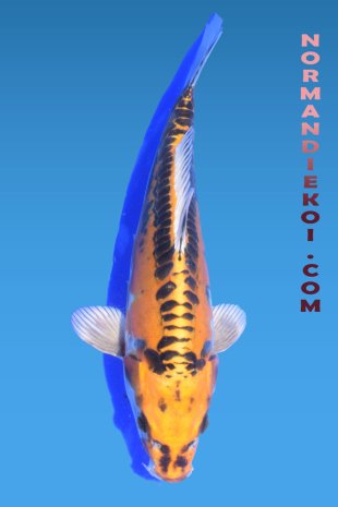 Kin Kikokuryu