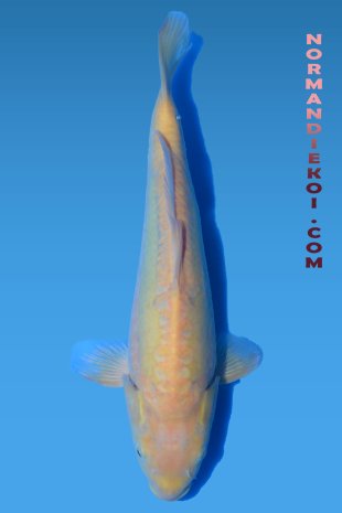 Doistu karashigoi