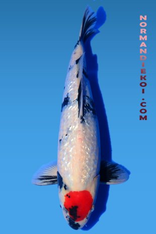 Tancho showa 