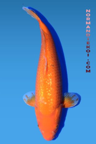 Red karashigoi