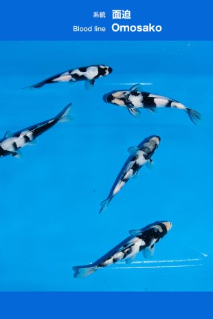 Shiro utsuri / Omosako