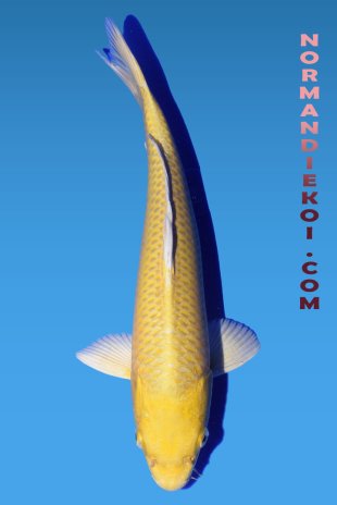 Yamabuki