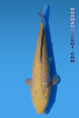 Doitsu chagoi