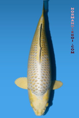 Kogane ochiba