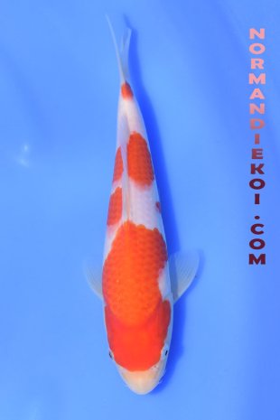 Kohaku