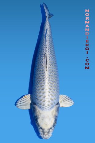 Mukashi ogon