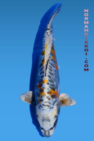 Aragoke kin kikokuryu