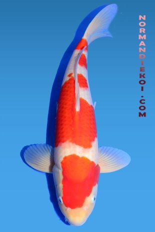 Kohaku