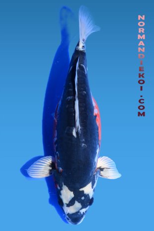 Beni kikokuryu