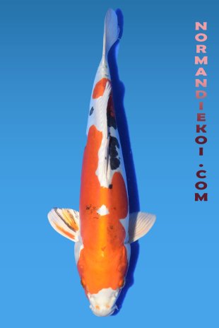 Yamatonishiki