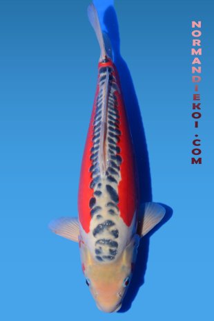 Shusui