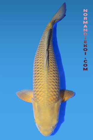 Chagoi