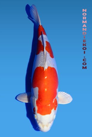 Kikusui