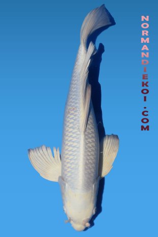Purachina voile