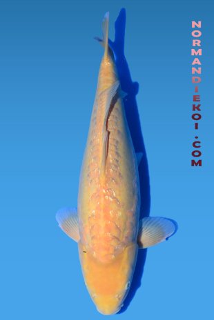 Doitsu karashigoi