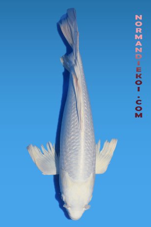 Purachina voile