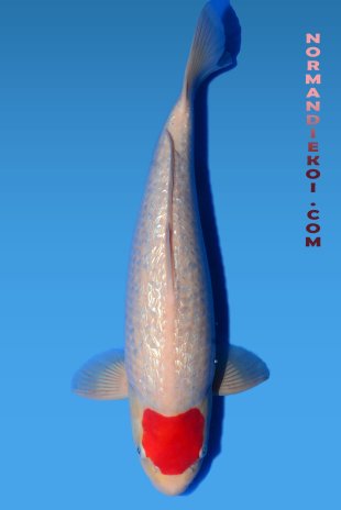 Ginrin tancho Kohaku