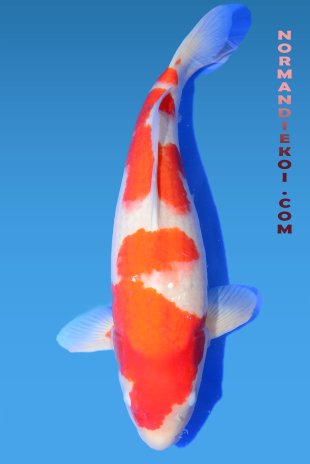 Kohaku