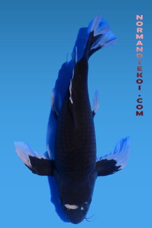 Karasugoi voile
