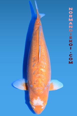 Doitsu ginrin ochiba