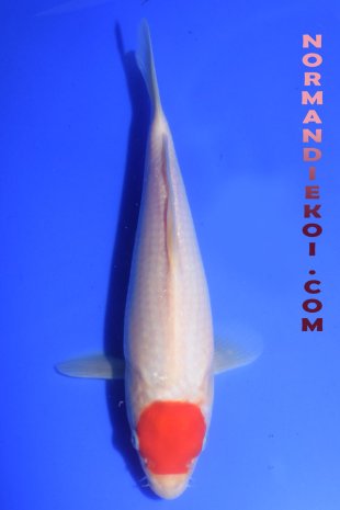 Tancho Kohaku