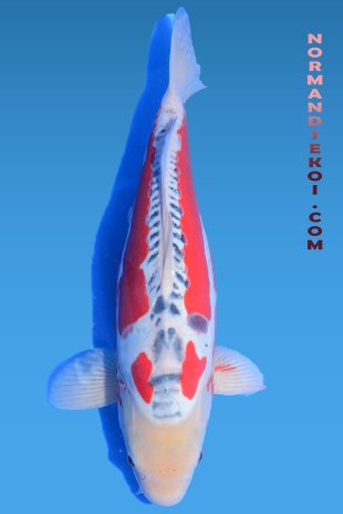 Shusui