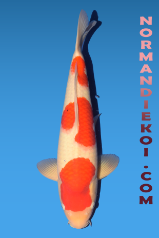 Kohaku