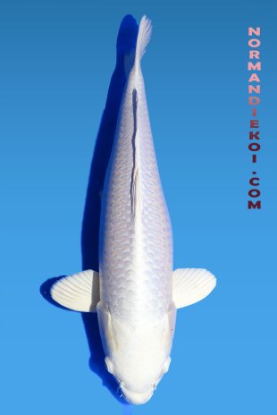 Purachina