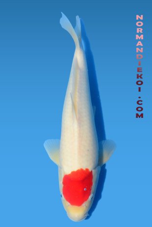Tancho kohaku