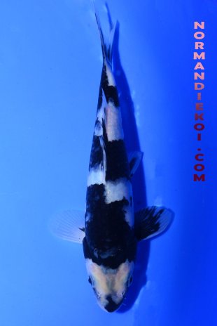 Shiro utsuri
