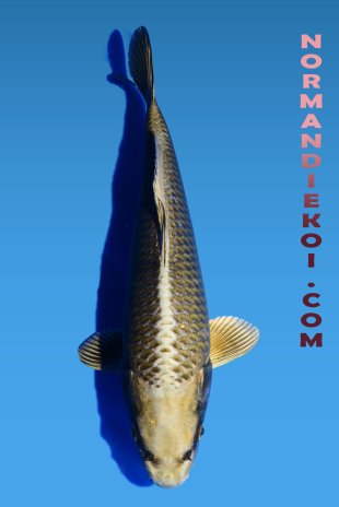 Mukashi ogon