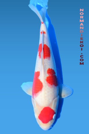 Kohaku
