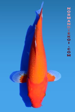 Benigoi Pearl