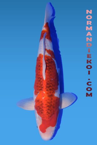 Goromo
