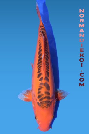 Mizuho ogon